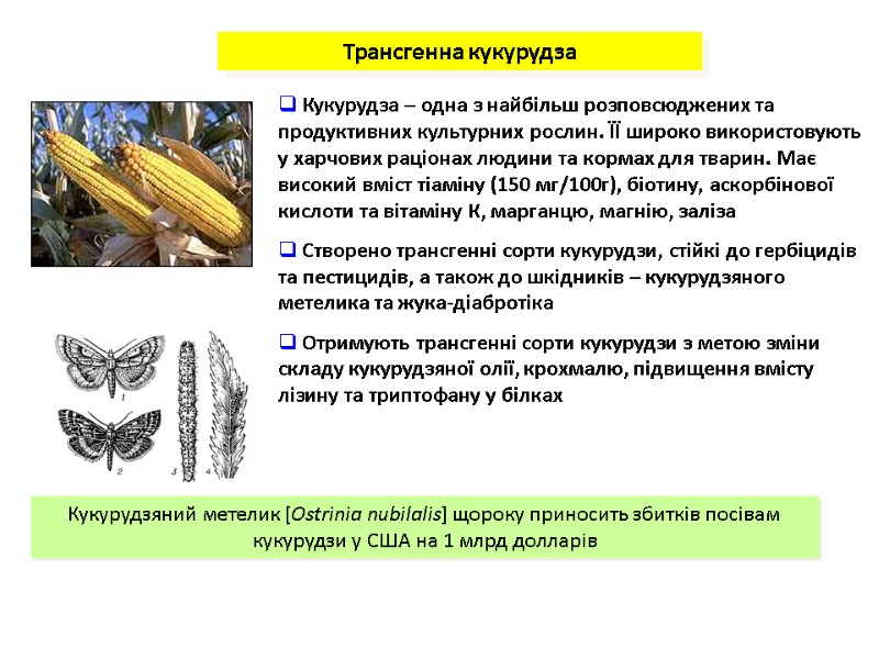 Трансгенна кукурудза  Кукурудза – одна з найбільш розповсюджених та продуктивних культурних рослин. ЇЇ